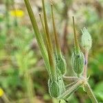 Erodium ciconium ᱡᱚ