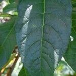 Fuchsia arborescens Folio