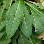 Campanula latifolia Листок