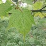 Acer capillipes List