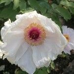 Paeonia × suffruticosa Квітка