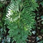 Osmunda regalis Blad