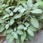 Salvia officinalis Листок