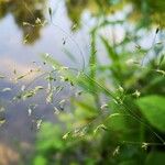 Poa palustris 花