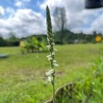 Spiranthes vernalis Flower