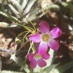 Oxalis lasiandra Flor