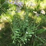 Erigeron glabellus Habitatea