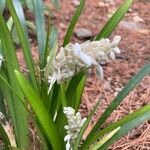 Ophiopogon jaburan Fiore