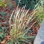 Calamagrostis × acutiflora Habit