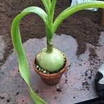 Albuca bracteata Hoja