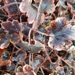 Heuchera micranthaЛисток