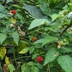 Rubus rosifolius Gyümölcs