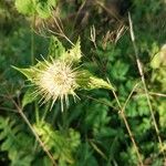 Cirsium oleraceumLorea