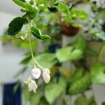 Begonia foliosa 花