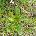 Solidago juncea Blad