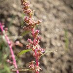 Amaranthus torreyi Žiedas