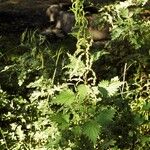 Urtica gracilenta ᱛᱟᱦᱮᱸ