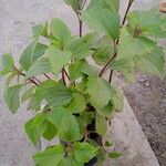 Ageratina adenophora Levél