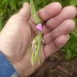 Cephalanthera rubraKvet