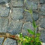 Silene noctiflora Habit