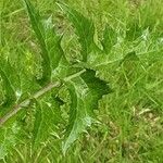 Sonchus asper Blatt