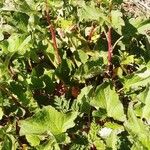Chenopodium bonus-henricus Habit