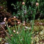 Juncus triglumis Habitus