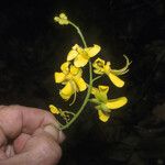 Cassia spruceana Flower