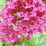 Centranthus lecoqii Kvet