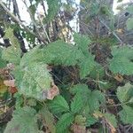 Rubus ursinus 葉