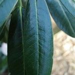 Rhododendron pudorosum Hoja