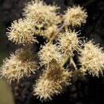 Combretum collinum Flower