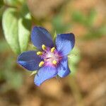 Lysimachia foemina Fula