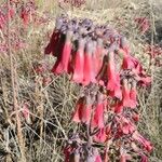 Cotyledon orbiculataFlower