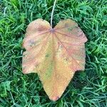 Pterospermum acerifolium Feuille