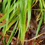 Carex pendula Feuille