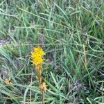 Narthecium ossifragum Flower