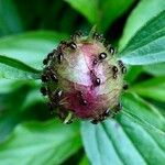 Paeonia officinalis Blad