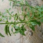 Scoparia dulcis Plod