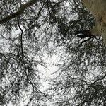 Vachellia xanthophloea Leaf