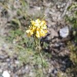 Erysimum virgatum Flor