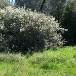 Ceanothus cuneatus Habitus