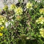 Sideritis hyssopifolia Hábito