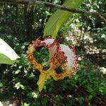 Monodora tenuifolia Flor