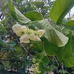 Mussaenda philippica Flower