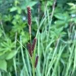 Carex shortiana Leaf