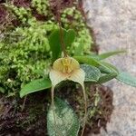 Masdevallia nidifica