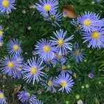 Symphyotrichum novi-belgiiBlomst