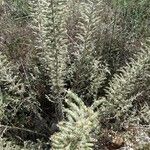 Echium italicum Frunză