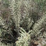 Echium italicum Leaf